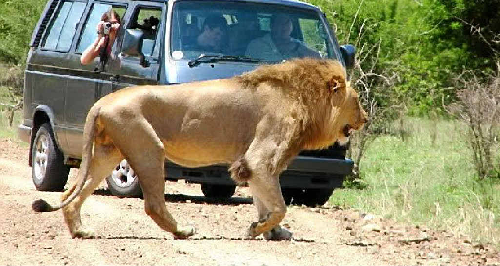 The king of beasts gets right of way. The king of beasts gets right of way.